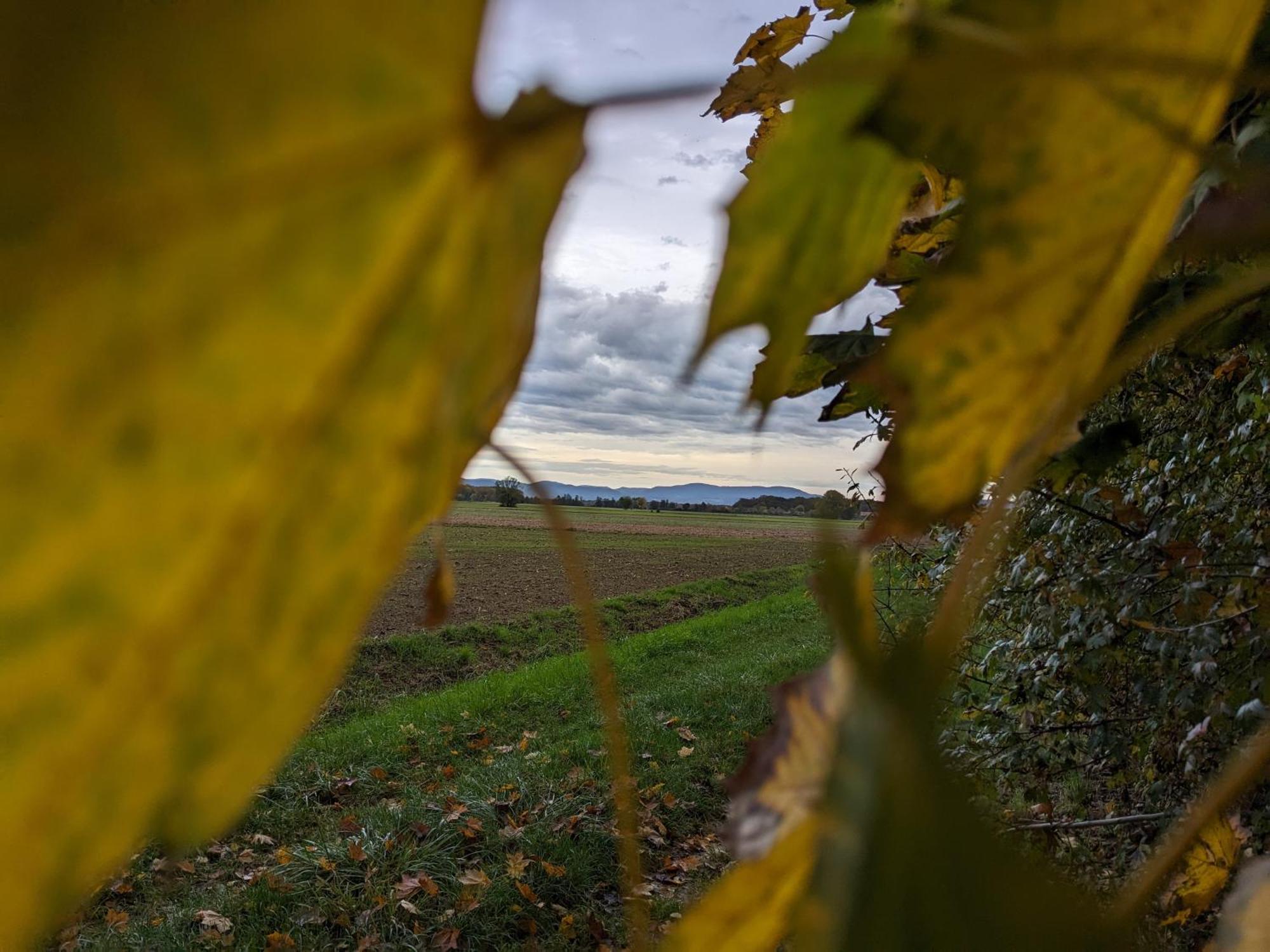 Badischer Neubau-Ruhe-Kunst-Natur Rheinau Eksteriør billede